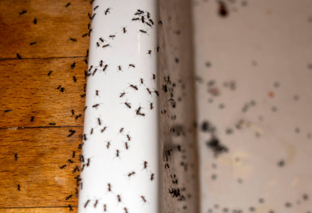Best Pest Inspection Near Me  in Spokane, WA